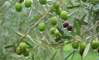 Ölümsüz Ağaç Zeytin – Kutsal Tören