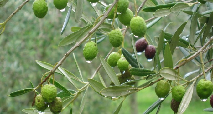 Ölümsüz Ağaç Zeytin – Kutsal Tören