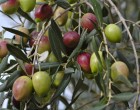 Zeytin