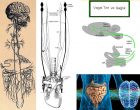 Sağlığımızın Anahtarı: “Vagal Ton”