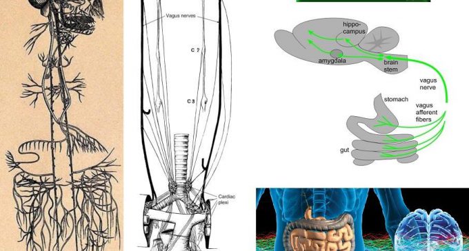 Sağlığımızın Anahtarı: “Vagal Ton”