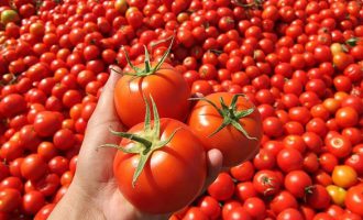 Domates!