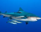 Remora