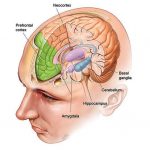 3. Beynimiz: Beyin, Kalp ve Bağırsaklar