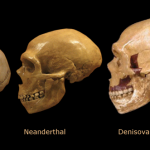 Evrimde gizemli halka: Denisova insanları